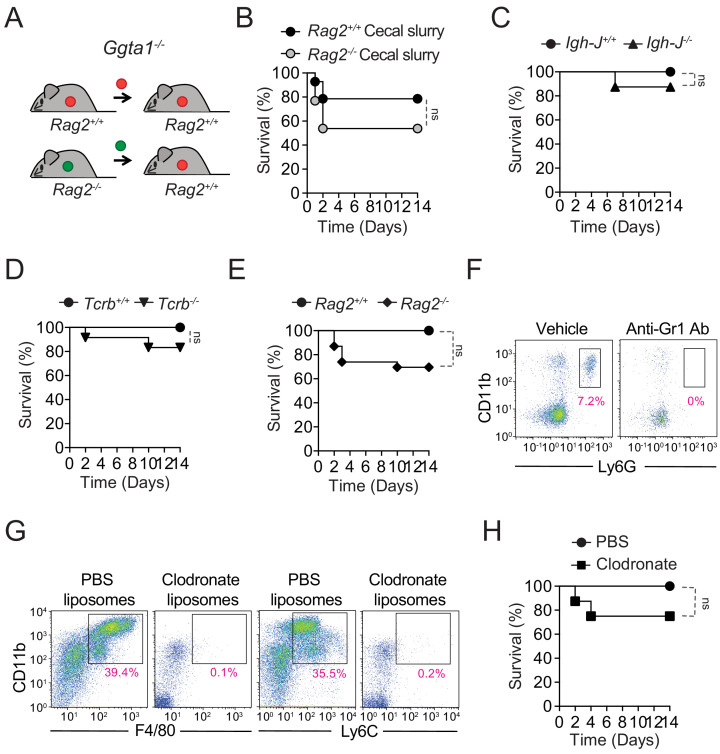 Figure 4—figure supplement 1.