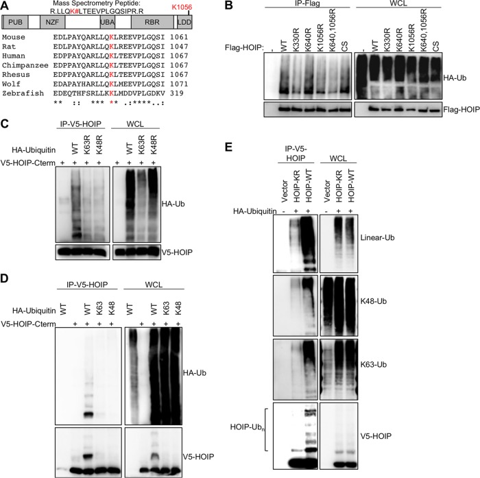 FIG 1 