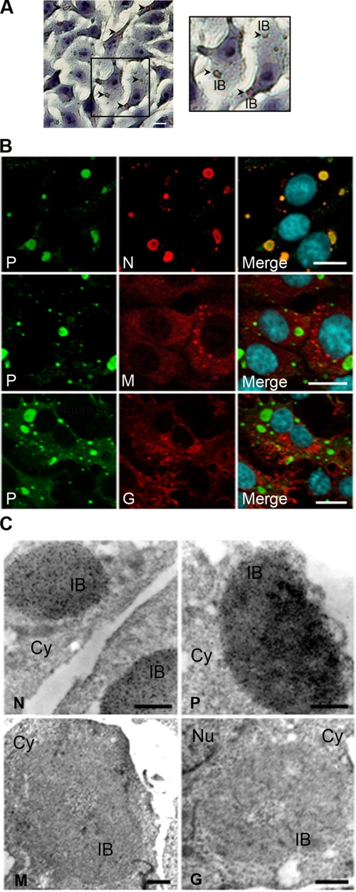 FIG. 2.