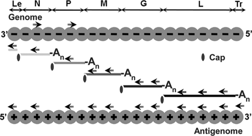 FIG. 1.