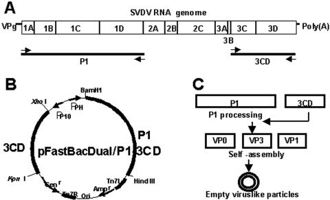 FIG. 1.