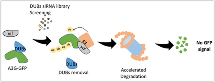 Figure 1—figure supplement 1.