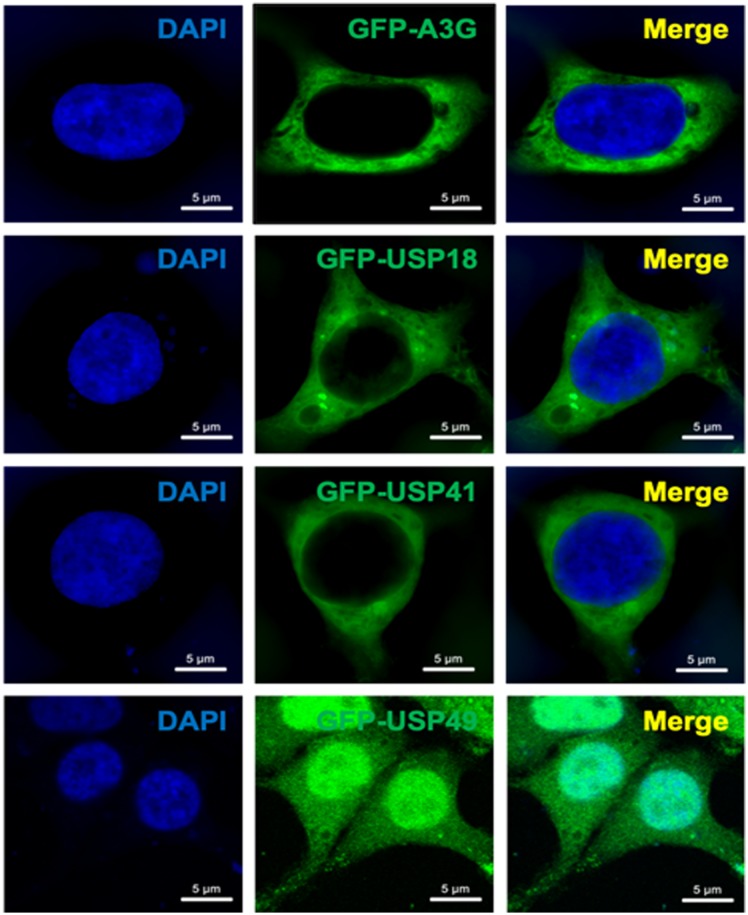 Figure 1—figure supplement 2.