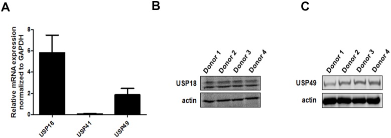 Figure 1—figure supplement 3.