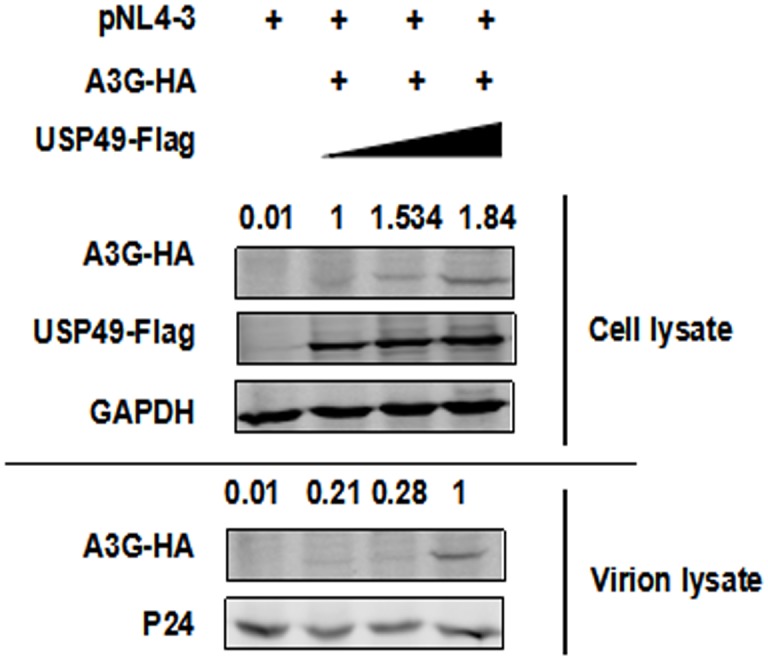 Figure 3—figure supplement 1.