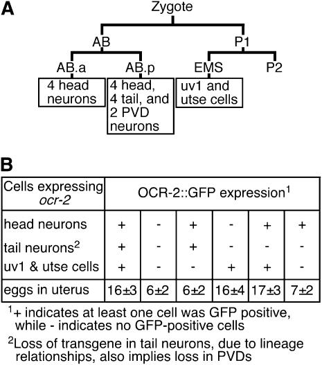 Figure 5.—