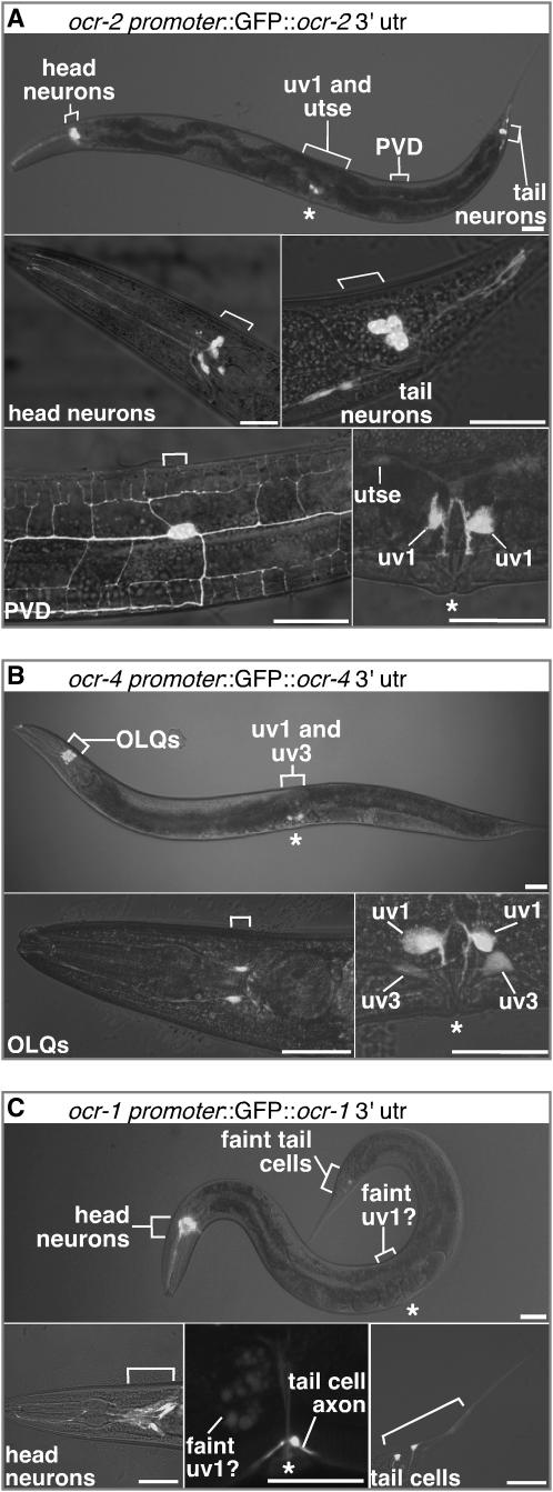 Figure 4.—