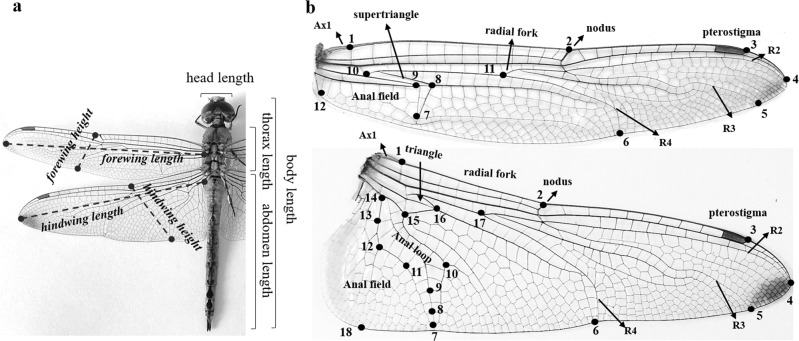 Fig. 2