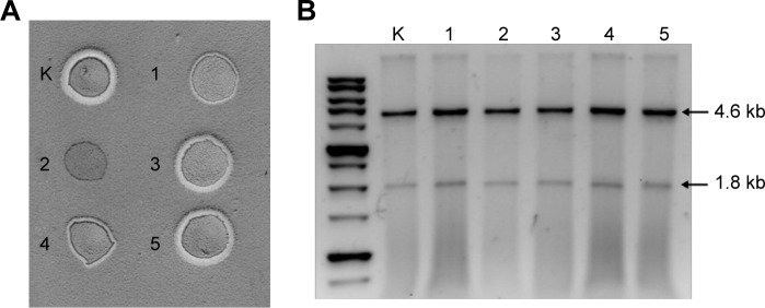 Figure 4