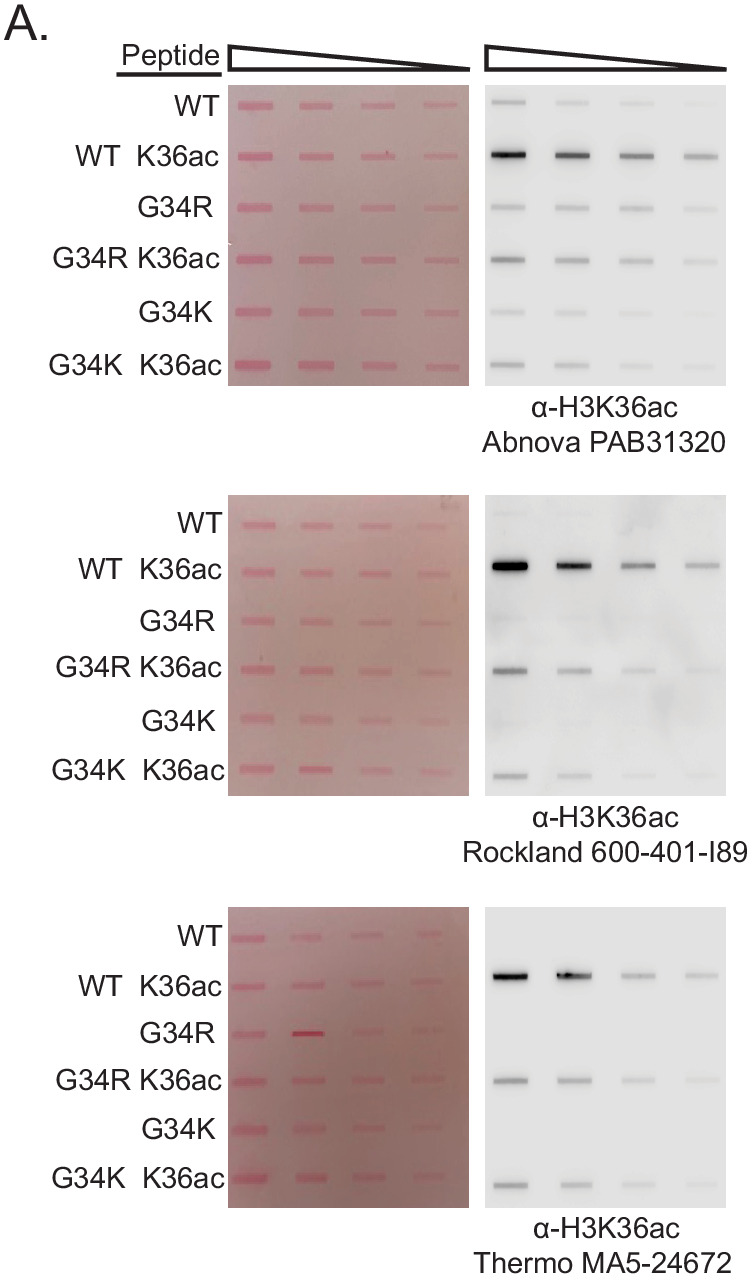 Figure 5—figure supplement 1.