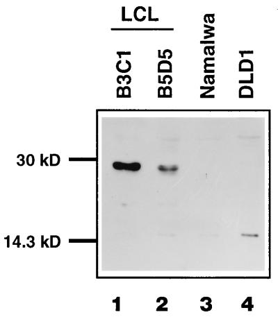 FIG. 7