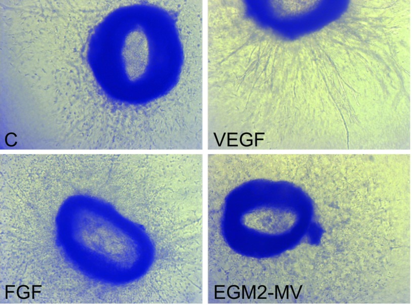 Fig. S5.