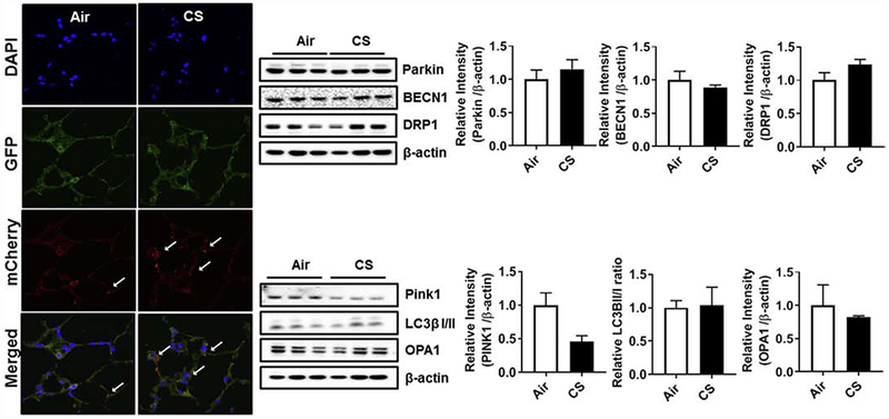 Fig. 9.