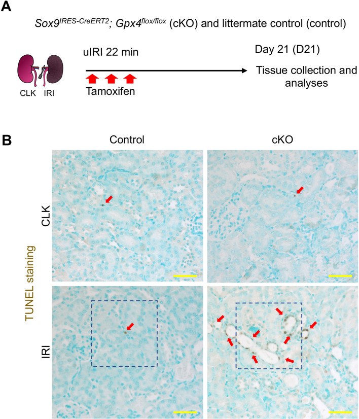 Figure 7—figure supplement 4.