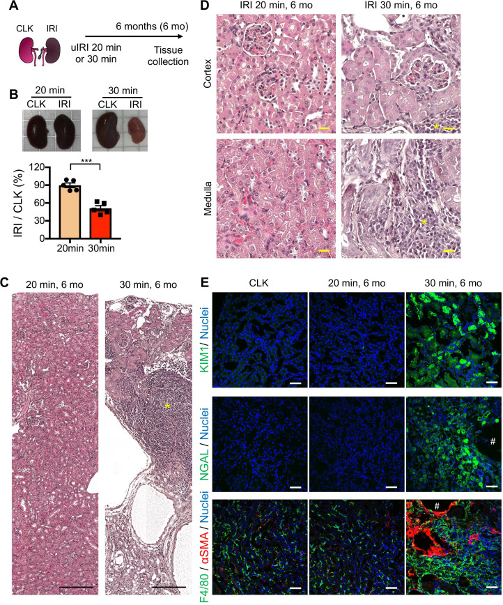 Figure 1—figure supplement 2.