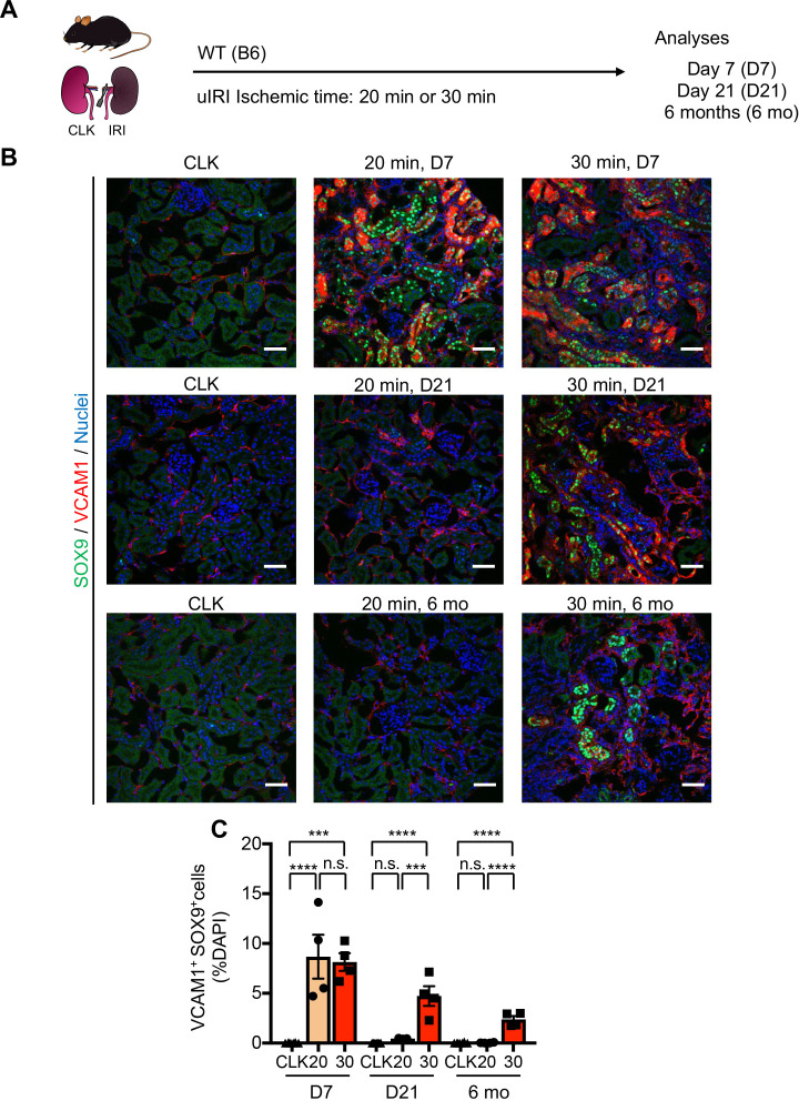 Figure 2—figure supplement 1.