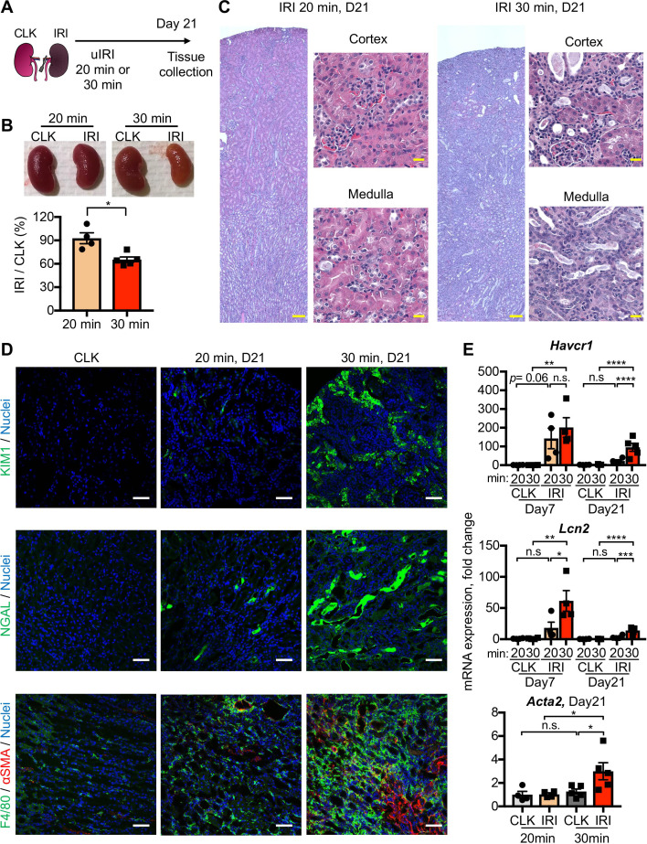 Figure 1—figure supplement 1.