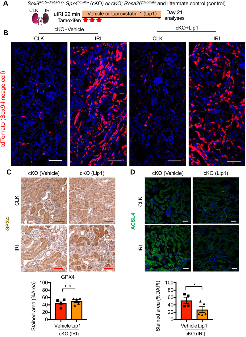 Figure 9—figure supplement 1.