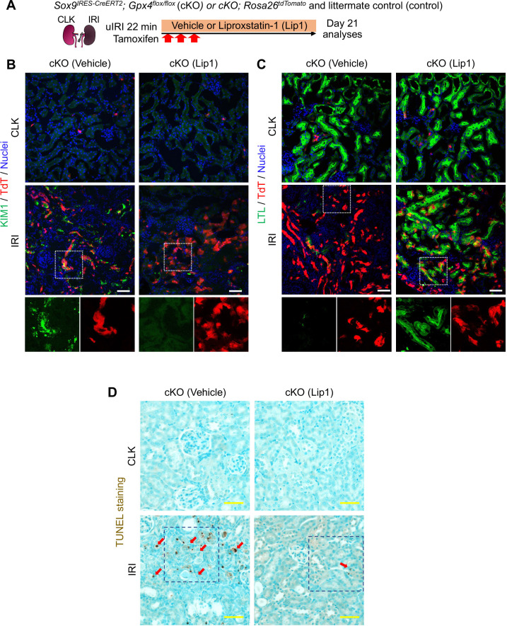 Figure 9—figure supplement 2.