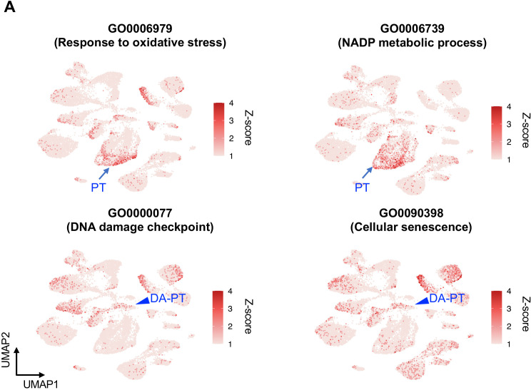 Figure 5—figure supplement 1.