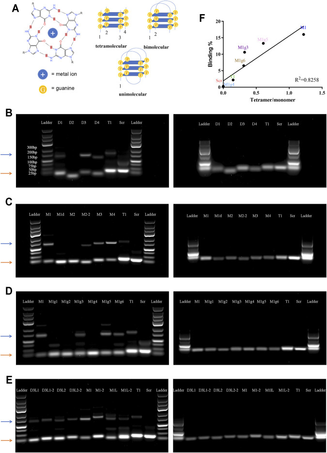 FIGURE 3