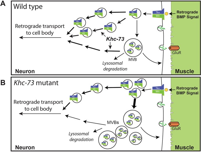 Fig 14