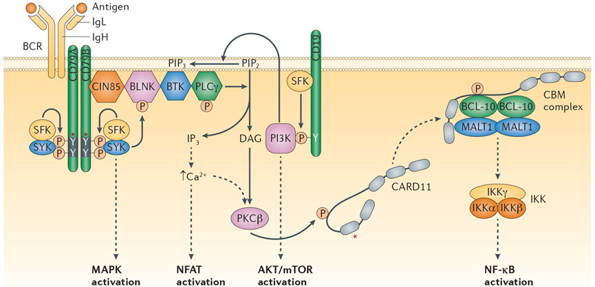 Figure 1∣