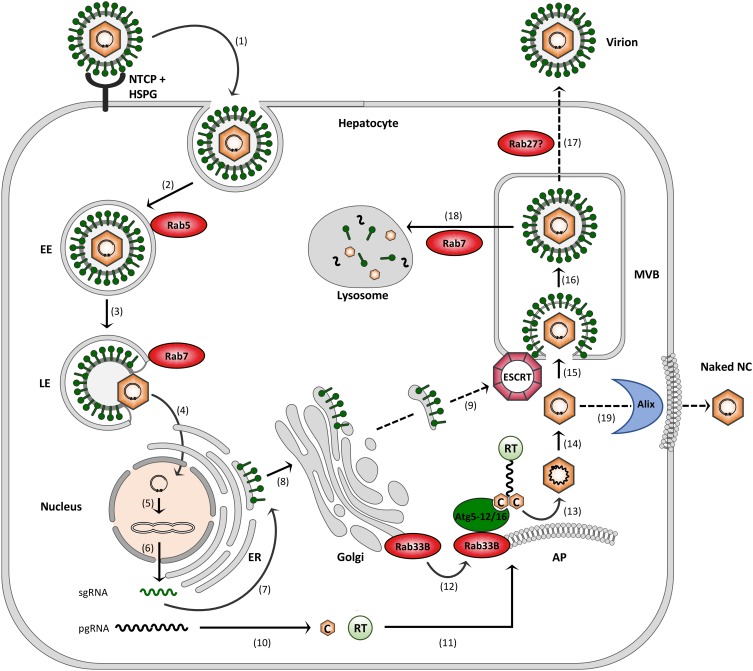 FIGURE 2