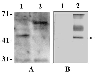 FIG. 8