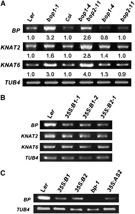 Figure 2.