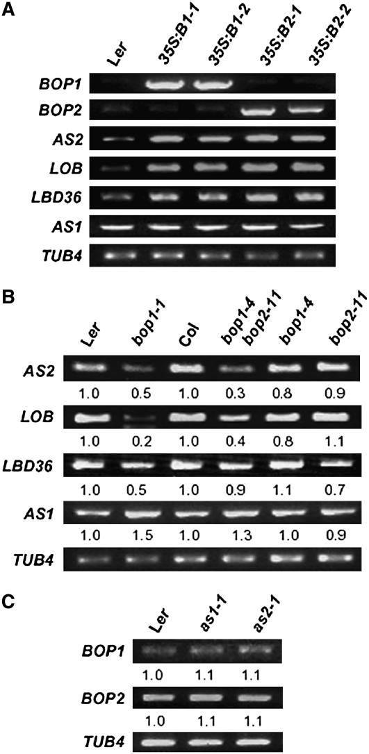 Figure 3.