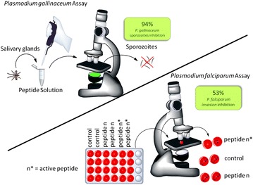 Graphical abstract: