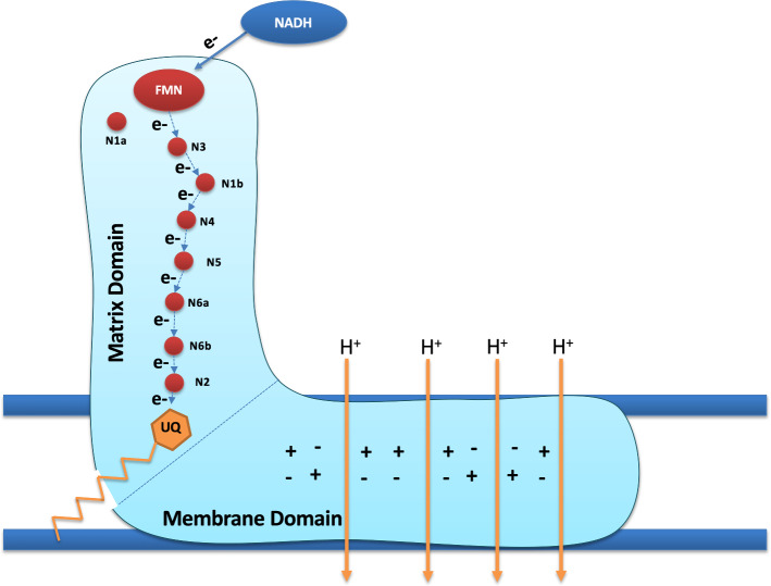 Fig. 1