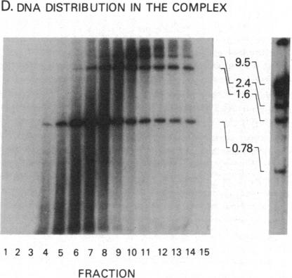 graphic file with name pnas00620-0015-b.jpg