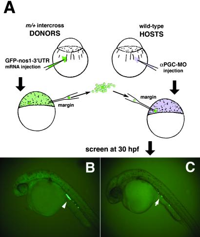 Fig 1.