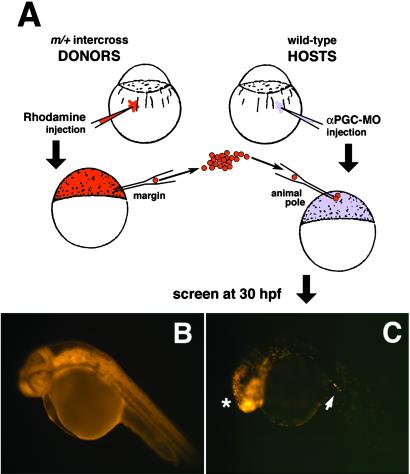 Fig 2.