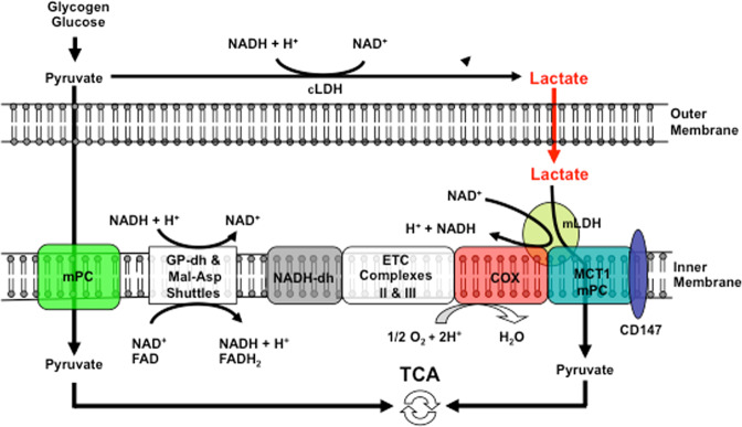 Fig. 6