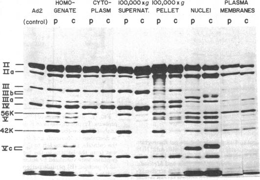 graphic file with name pnas00037-0347-a.jpg