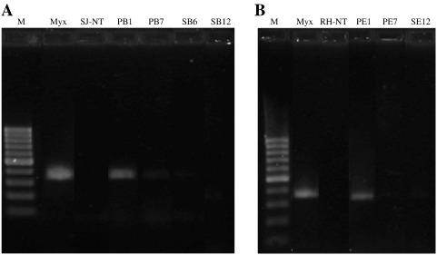 Fig. 5