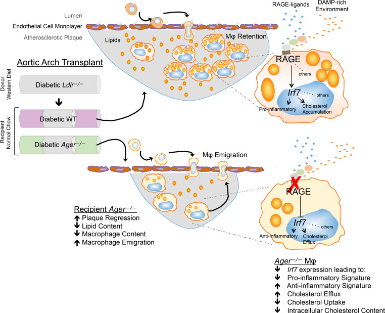 graphic file with name jciinsight-5-137289-g015.jpg