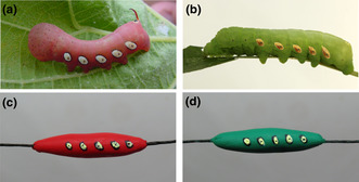 graphic file with name ECE3-13-e10334-g001.jpg