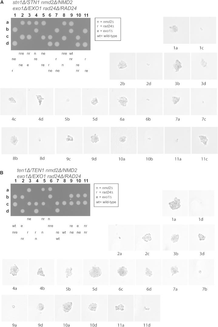 Figure 4