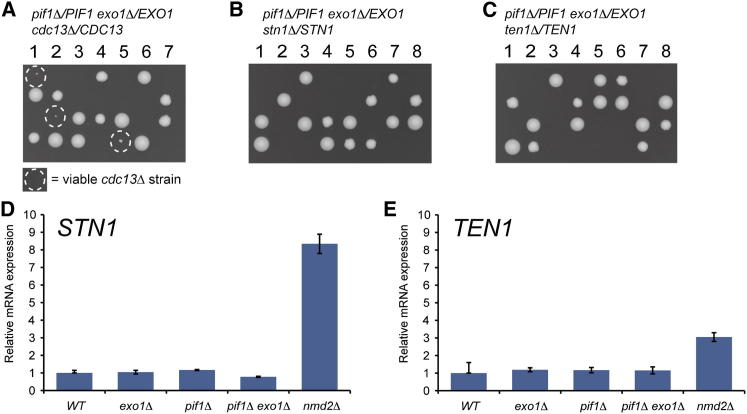 Figure 5