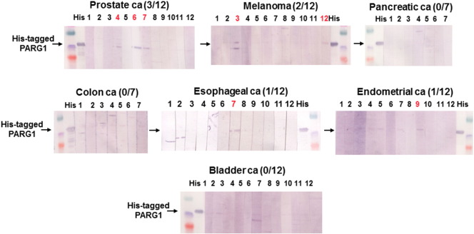 Supplementary Figure 1