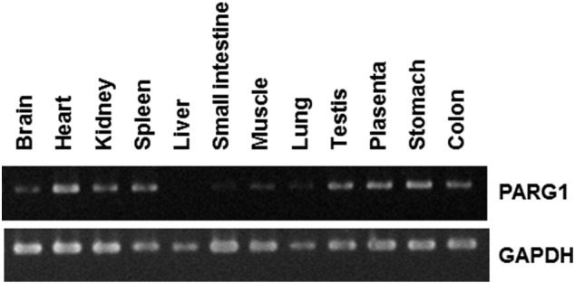 Supplementary Figure 2