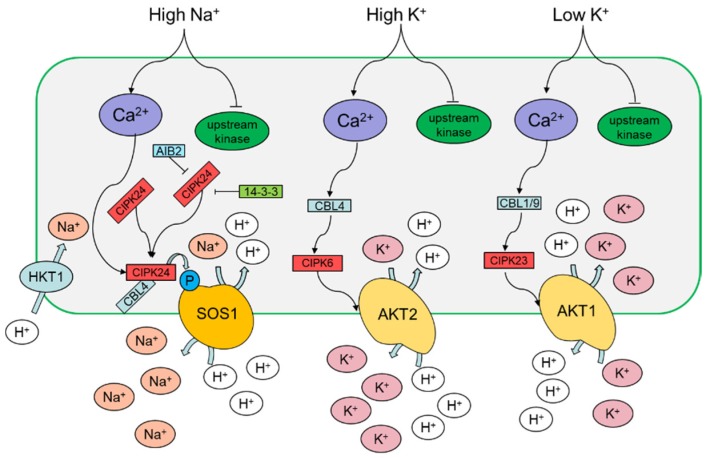 Figure 2