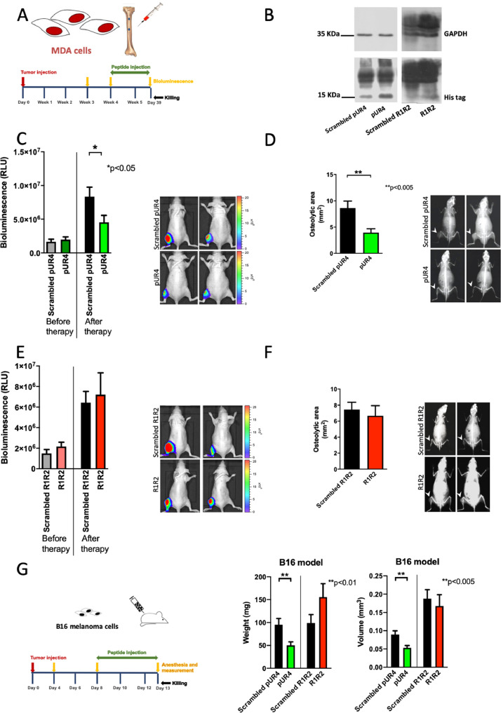 Fig 5