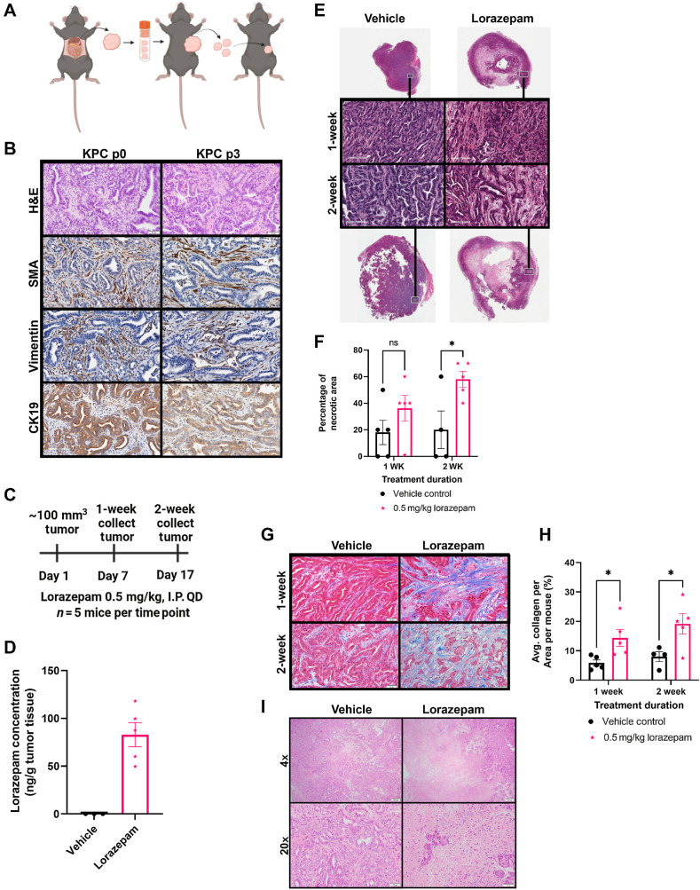 Figure 2. Lorazepam promotes ischemic necrosis and desmoplasia in murine PDAC tumors. A, Schematic of subcutaneous LSL-KrasG12D/+; LSL-Trp53R172H/+; Pdx-1-Cre (KPC) syngeneic allograft model generation. B, Comparison (top to bottom) of H&E (20×), α-SMA IHC (20×), vimentin IHC (20×), and CK19 IHC (20×) in the KPC spontaneous tumor (left) and the p3 KPC syngeneic allograft derived from the KPC spontaneous tumor (right). C, Experimental schematic of short-term LOR (n = 5/arm) or vehicle treatment (n = 4–5/arm). D, Scatter plot with bar (mean with SEM) of LOR concentration per mouse quantified by liquid chromatography–mass spectroscopy (LC-MS) in the 2-week LOR (n = 5) or vehicle (n = 3) treated subcutaneous KPC syngeneic allograft tumors collected 2 hours post-dosing. E, Representative Aperio scanned H&E section of 1-week (top) and 2-week (bottom) vehicle (left) and LOR (right) treated mice, representative zoomed-in 20× images (black and white box) of 1-week (second row) and 2-week (third row) vehicle (left) and LOR (right) treated mice. F, Quantification of the percentage of necrotic area per slide. G, Representative 20× Masson's trichrome images of 1-week (top) and 2-week (bottom) treated mice. H, Quantification of the percentage of collagen per area. ImageJ (ImageJ, RRID: SCR_003070) color deconvolution plugin was used to quantify collagen area/20× field of 5 randomly selected images per mouse in a blinded manner. I, Representative 4× (top) and 20× (bottom) H&E image of KPC spontaneous tumors treated with 0.5 mg/kg vehicle (left) or LOR (right) for 2 weeks (n = 2–3/arm). Statistics: Groups were compared by mixed-effects analysis with Bonferroni's multiple comparison test, black = vehicle, pink = 0.5 mg/kg LOR.