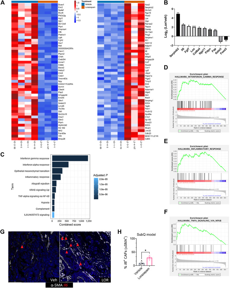 Figure 3. Lorazepam promotes inflammatory response and extracellular matrix signature in PDAC tumors. A, Heat map of top 50 downregulated (left) and upregulated (right) genes in the 2-week LOR-treated (orange bar) subcutaneously implanted KPC tumors relative to the vehicle-treated (blue bar) tumors. B, Differentially expressed extracellular matrix–related genes and epithelial genes in the 2-week LOR-treated mice relative to the vehicle-treated mice. Statistics: adjusted P-value of log2 fold change of LOR/VEH. C, Enrichr combined scores of the top 10 enriched KEGG terms in the 2-week LOR-treated tumors relative to vehicle. D–F, Enrichment plots of (D) Hallmark_Interferon_Gamma_Response (adjusted P = 2.23E−36) and (E) Hallmark_Inflammatory Response (adjusted P = 1.98E−16), and (F) Hallmark_TNFA_Signaling_via_NFKB (adjusted P = 5.57E−08). G, Representative 40 P = RNAscope images of IL6+/SMA+ cells in the 2-week treated vehicle (left) and LOR-treated subcutaneously implanted KPC tumors (n = 3/arm). H, Quantification of G.