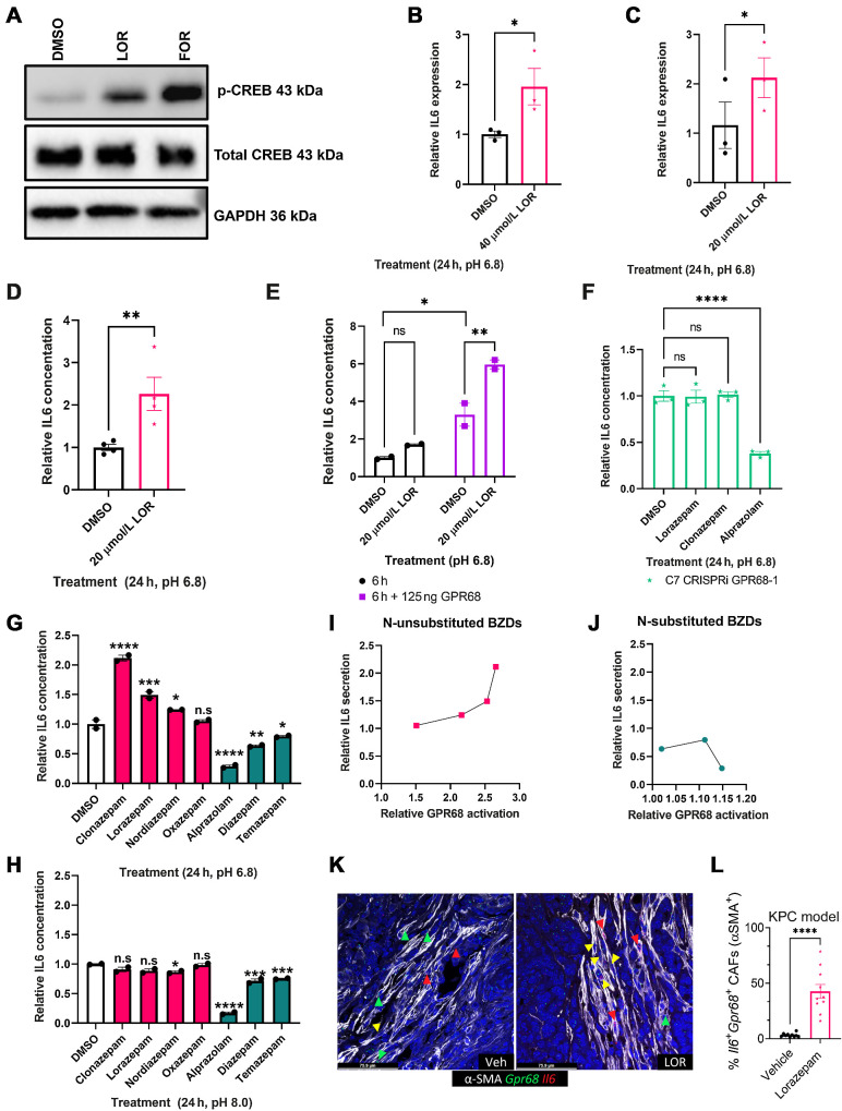 Figure 5. Lorazepam increases IL6 secretion by human PDAC CAFs in a GPR68-dependent manner. A, Western blot of immortalized human PDAC CAFs treated with LOR or forskolin (positive control) at pH 6.8 for 3 hours. B, Il6 qPCR of immortalized human PDAC CAFs treated with 40 μmol/L LOR at pH 6.8 for 24 hours. C, Il6 qPCR of primary human PDAC CAFs treated with 20 μmol/L LOR at pH 6.8 for 24 hours. D, IL6 ELISA of conditioned media from immortalized human PDAC CAFs treated with BZDs (20 μmol/L) or DMSO control for 24 hours at pH 6.8. E, IL6 ELISA of conditioned media from immortalized human PDAC CAFs treated with 20 μmol/L LOR or DMSO control for 6 hours in the presence or absence of GPR68 overexpression. F, IL6 ELISA of GPR68 knockdown immortalized human PDAC CAFs treated with LOR, CLZ, ALP, or DMSO control for 24 hours at pH 6.8. G–H, IL6 ELISA of conditioned media from immortalized human PDAC CAFs treated with BZDs (20 μmol/L) or DMSO control for 24 hours at (G) pH 6.8 or (H) pH 8.0. Pink represents n-unsubstituted BZDs, teal represents n-substituted BZDs. I and J, Correlation plot of relative GPR68 activation of each BZD by PRESTO-Tango relative to IL6 secretion by IL6 ELISA for (I) n-unsubstituted BZDs and (J) n-substituted BZDs at pH 6.8. K, Representative 40× RNAscope images of IL6+/GPR68+/SMA+ cells in the 2-week treated vehicle (left) and LOR-treated KPC tumors. L, Quantification of K. All experiments are representative of 2–4 biological replicates. Statistics: To analyze two groups, paired/unpaired one-tailed t tests were performed. For the analysis of multiple groups, we performed ordinary one-way ANOVA with Bonferroni multiple comparison test. In the case of multiple groups with two independent variables, groups were compared by two-way ANOVA with Holm–Šídák multiple comparisons test.